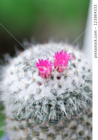 Mammillaria carmenae ,Mammillaria or cactus or succulent or Mammillaria carmenae with pink flower or cactus flower 123864333