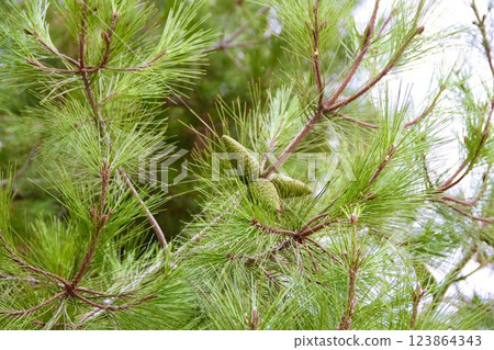 Cones on fir branches 123864343