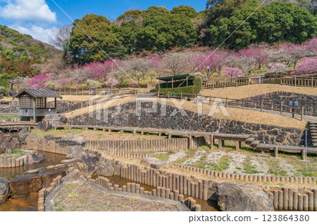 赤塚山公園，梅花盛開（愛知縣豐川市） 123864380