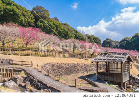 Akatsukayama Park, plum blossoms in full bloom (Toyokawa City, Aichi Prefecture) 123864381