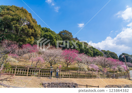 Akatsukayama Park, plum blossoms in full bloom (Toyokawa City, Aichi Prefecture) 123864382