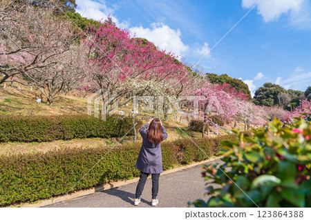 Akatsukayama Park, plum blossoms in full bloom (Toyokawa City, Aichi Prefecture) 123864388