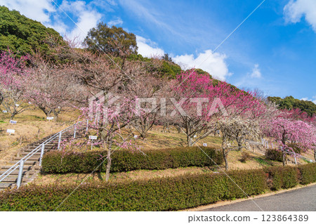 Akatsukayama Park, plum blossoms in full bloom (Toyokawa City, Aichi Prefecture) 123864389