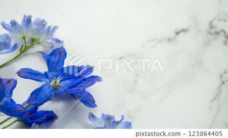 大理石上的飛燕草背景（左側） 123864405