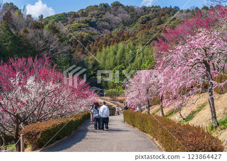 Akatsukayama Park, plum blossoms in full bloom (Toyokawa City, Aichi Prefecture) 123864427