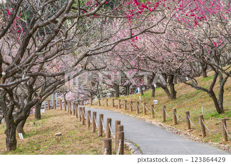 赤塚山公園,梅花盛開(愛知縣豐川市) 赤塚山公園,梅花盛開(愛知縣豐川市) 123864429