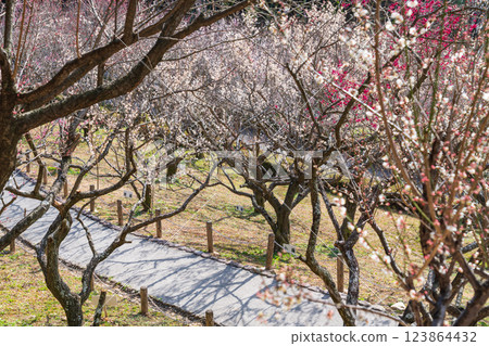 Akatsukayama Park, plum blossoms in full bloom (Toyokawa City, Aichi Prefecture) 123864432