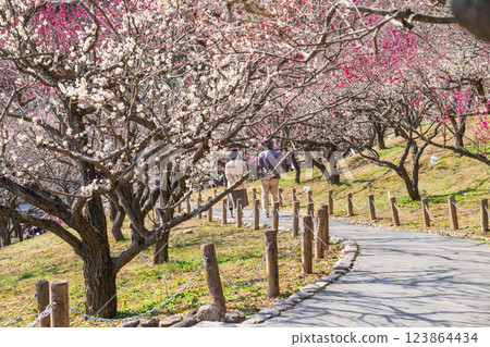 Akatsukayama Park, plum blossoms in full bloom (Toyokawa City, Aichi Prefecture) Akatsukayama Park, plum blossoms in full bloom (Toyokawa City, Aichi Prefecture) 123864434
