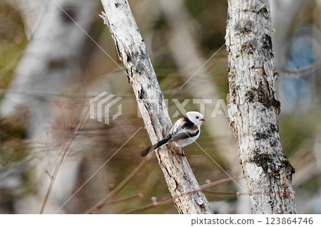 Long-tailed tit perching on a tree Long-tailed tit perching on a tree 123864746