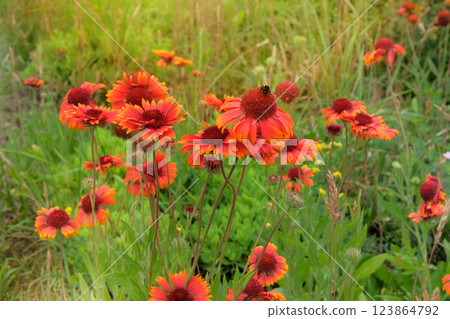 Flowers of Gaillardia is growing in garden. Gaillardia grows in meadow or open areas. Plant of Aster family. Countryside garden. Flowers of Gaillardia is growing in garden. Gaillardia grows in meadow or open areas. Plant of Aster family. Countryside garden. 123864792