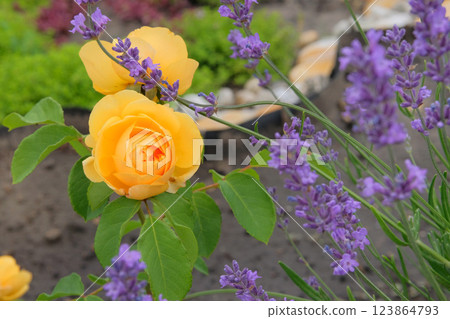 Yellow roses and lavender in garden. Rose flowers on green bush. Flowers garden in summer morning. Cottage garden. Yellow roses and lavender in garden. Rose flowers on green bush. Flowers garden in summer morning. Cottage garden. 123864793