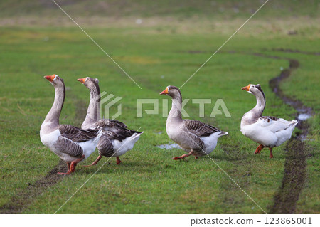Geese graze on a green meadow. A flock of domestic geese walks one after another across the field. Geese graze on a green meadow. A flock of domestic geese walks one after another across the field. 123865001