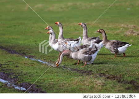 Geese graze on a green meadow. A flock of domestic geese walks one after another across the field. Geese graze on a green meadow. A flock of domestic geese walks one after another across the field. 123865004