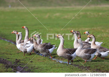Geese graze on a green meadow. A flock of domestic geese walks one after another across the field. Geese graze on a green meadow. A flock of domestic geese walks one after another across the field. 123865005