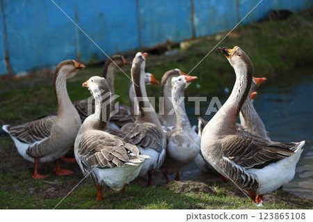 A flock of domestic geese goes out to graze after swimming in a pond. A flock of domestic geese goes out to graze after swimming in a pond. 123865108