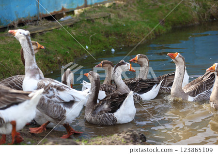 Geese with orange beaks swim in a man-made pond with murky water on a summer day in a farmyard. Geese with orange beaks swim in a man-made pond with murky water on a summer day in a farmyard. 123865109