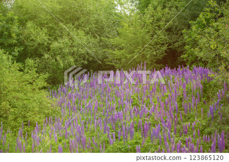 Beautiful natural background of a meadow covered with purple lupine flowers. Beautiful natural background of a meadow covered with purple lupine flowers. 123865120