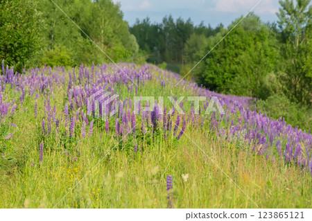 Beautiful natural background of a meadow covered with purple lupine flowers. Beautiful natural background of a meadow covered with purple lupine flowers. 123865121