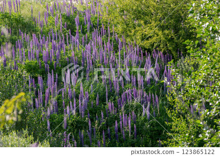 Beautiful natural background of a meadow covered with purple lupine flowers. 123865122