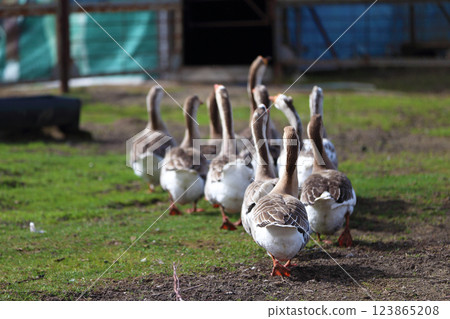 A flock of geese walking across a grassy field. The geese are lined up, some of them are closer to the camera, and others are further away. The concept of calm and tranquility A flock of geese walking across a grassy field. The geese are lined up, some of them are closer to the camera, and others are further away. The concept of calm and tranquility 123865208