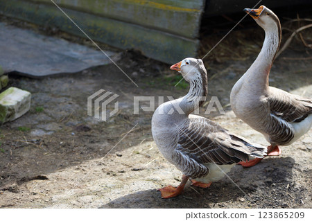 Two geese are walking around the yard of a farm. One of them is standing in front of a wooden fence. 123865209