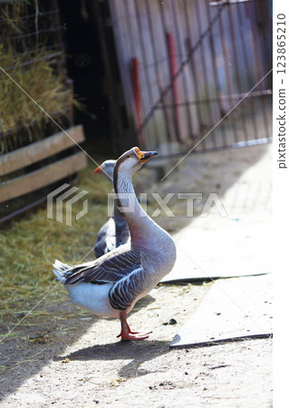 A domestic goose walks around the farm yard. 123865210