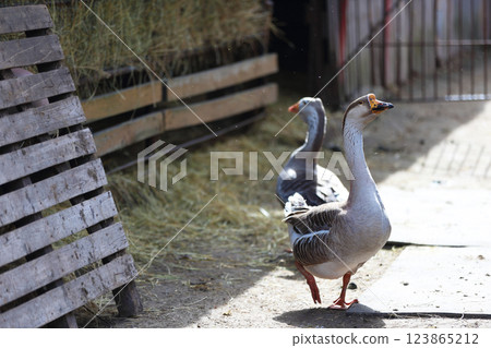 Two geese are walking around the yard of a farm. One of them is standing in front of a wooden fence. 123865212