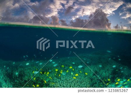 黃昏時分，一群六斑雀鯛在小笠原的珊瑚枝間遊動 123865267