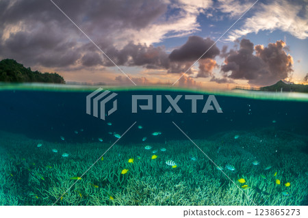 黃昏時分，一群六斑雀鯛在小笠原的珊瑚枝間遊動 123865273