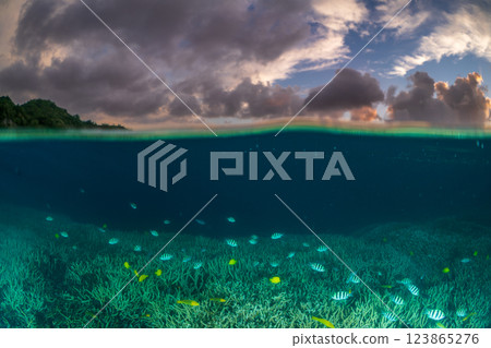 黃昏時分，一群六斑雀鯛在小笠原的珊瑚枝間遊動 123865276