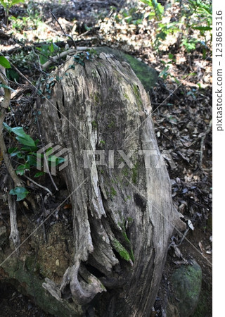 神社入口處發現的大樹根 神社入口處發現的大樹根 123865316