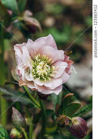 Hybrid hellebore double pink with dots of fuchsia color. HELLEBORUS HYBRIDUS Hybrid hellebore double pink with dots of fuchsia color. HELLEBORUS HYBRIDUS 123865412