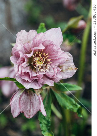 Hybrid hellebore double pink with dots of fuchsia color. HELLEBORUS HYBRIDUS 123865416
