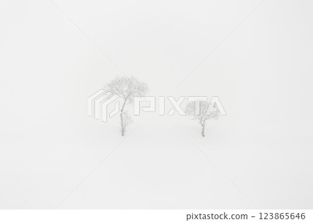 Two trees in Kotohira, Kutchan Town, Hokkaido 123865646