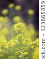 Rape blossoms 123865859