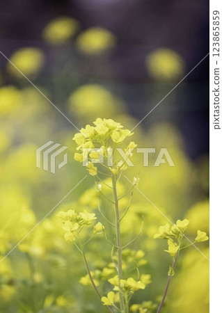 強姦開花 123865859