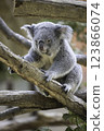 Koala 123866074