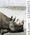 Rhino 123866075