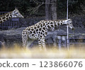 Parent and child of giraffe 123866076