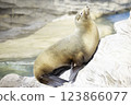 seal  123866077