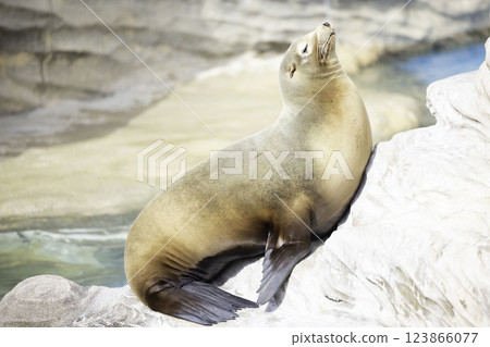 seal seal 123866077