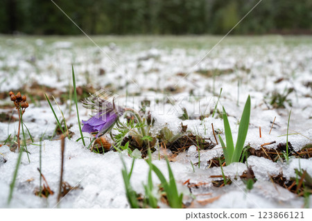 First spring flowers purple snowdrops bloom, lot of flowering inflorescences among melting snow thaw on rocky shore Lake Baikal. Siberia incredible natural landscape.  123866121