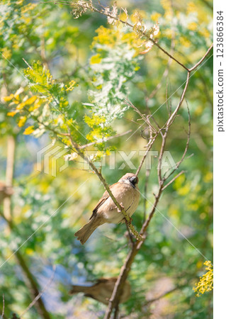 麻雀與含羞草 - 春天的景象 麻雀與含羞草 - 春天的景象 123866384