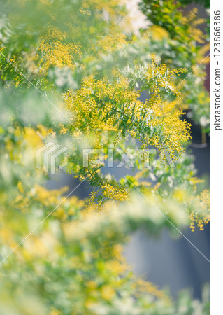 含羞草春景影像 123866386