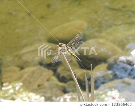 Four-spot dragonfly near water 123866463