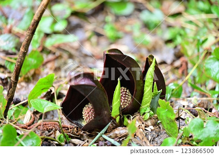 臭菘菜預示著春天的到來 臭菘菜預示著春天的到來 123866500