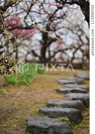 梅花、李子、粉紅水果、淺粉紅李子 梅花、李子、粉紅水果、淺粉紅李子 123866502