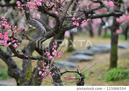 梅花和踏腳石 123866504