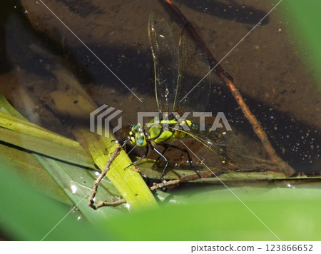 十字吉金燕馬下蛋 123866652