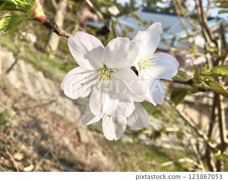 淡粉色的櫻花 123867053